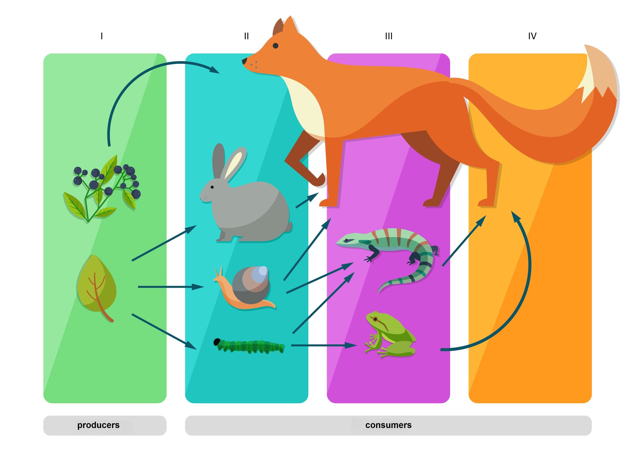 Food chain - Food chain - zpe.gov.pl